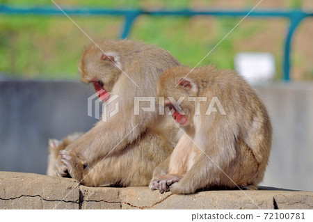 福岡市動物園“日本獼猴” 72100781