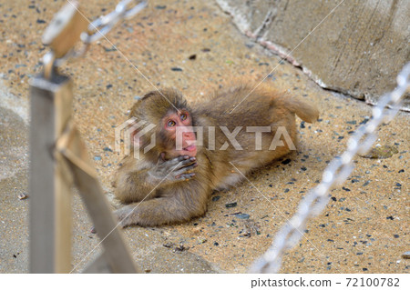 福岡市動物園“日本獼猴” 72100782