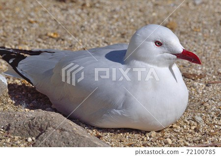 福岡市動物園“百合鳥目” 72100785
