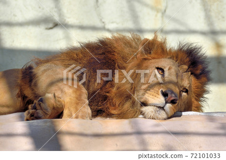 Fukuoka City Zoo "Lion" Fukuoka City Zoo "Lion" 72101033