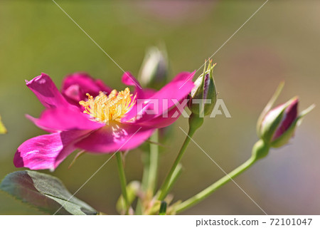 Fukuoka City Botanical Garden "Rose (International Herald Tribune)" 72101047