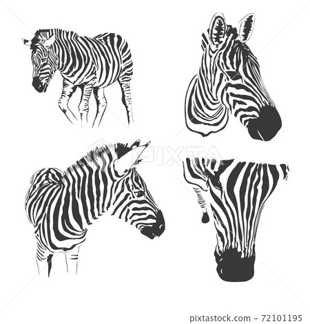 Graphical set of zebras isolated on white background,vector hand-drawn illustration for tattoo and printing Graphical set of zebras isolated on white background,vector hand-drawn illustration for tattoo and printing 72101195