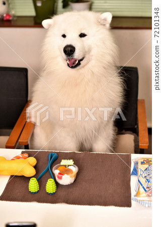寵物狗的生日薩摩德犬 72101348
