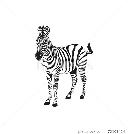 Graphical sketch zebra isolated on white background, vector illustration Graphical sketch zebra isolated on white background, vector illustration 72101424