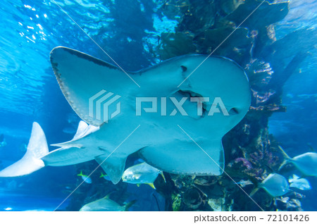 Shark ray ( latin name Rhina ancylostoma ) . 72101426