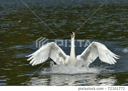 Great swans 72101772