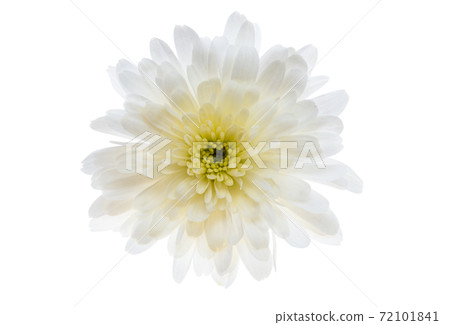 white chrysanthemum isolated white chrysanthemum isolated 72101841