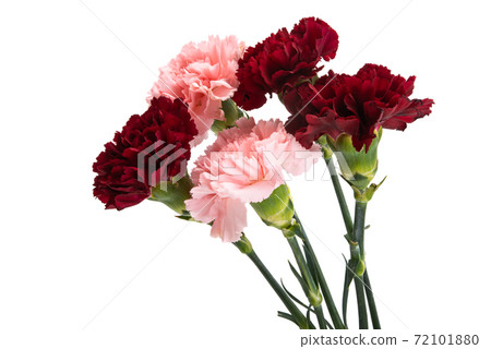 carnation isolated 72101880