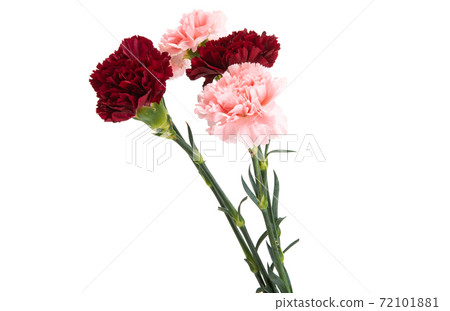 carnation isolated carnation isolated 72101881