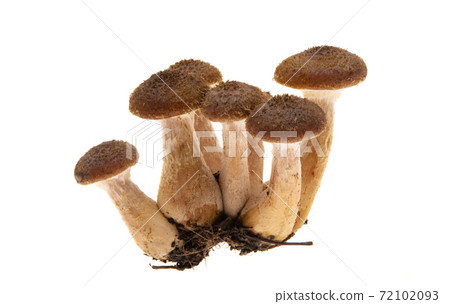 honey mushrooms isolated 72102093