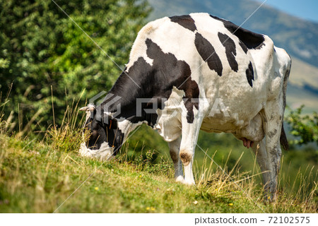 Black and White Dairy Cow on a Mountain Pasture - Alps Italy 72102575