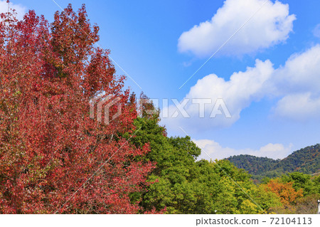 神戶市立森林植物園紅葉 照片素材 圖片 圖庫