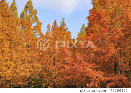 神戶市立森林植物園紅葉 照片素材 圖片 圖庫