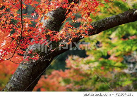 神戶市立森林植物園紅葉 照片素材 圖片 圖庫