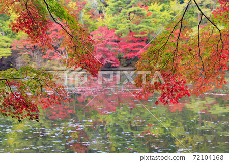 神戶市立森林植物園紅葉 照片素材 圖片 圖庫