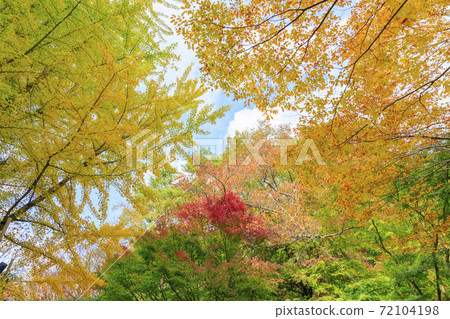 神戶市立森林植物園紅葉 照片素材 圖片 圖庫