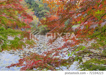 神戶市立森林植物園紅葉 照片素材 圖片 圖庫