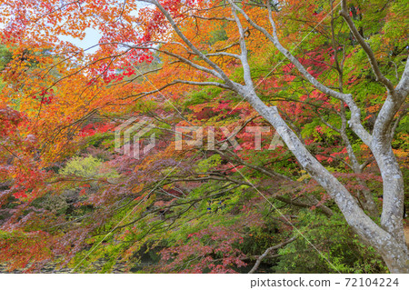 神戶市立森林植物園紅葉 照片素材 圖片 圖庫