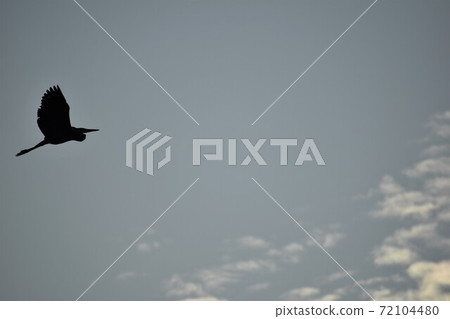 Flying green oak Flying green oak 72104480