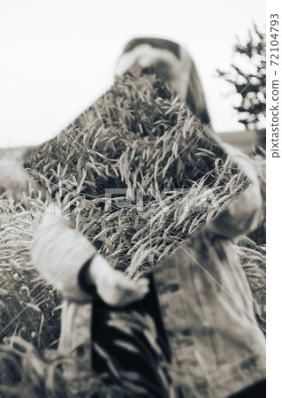 Beautiful young adult girl with a mirror in her hands in a rye field 72104793