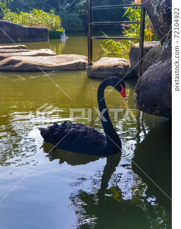 Single black swan swims in a pond Single black swan swims in a pond 72104922