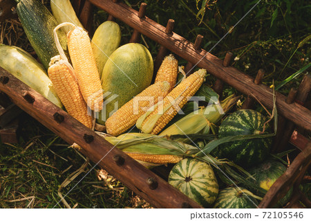 Harvest festival with a wooden manger with gifts from the fields of corn, watermelon, zucchini standing decoration in the garden near the house 72105546