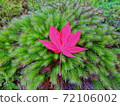 Moss and autumn leaves 72106002