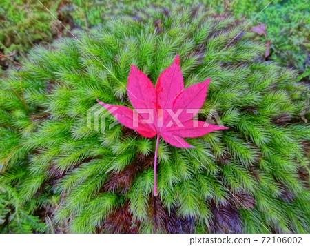 Moss and autumn leaves Moss and autumn leaves 72106002