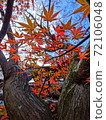 Tree and autumn leaves 72106048
