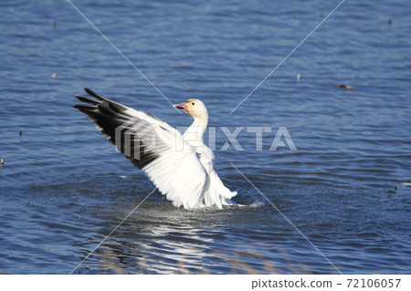 Snow goose spreading its wings and watering Richmond British Columbia Canada 72106057