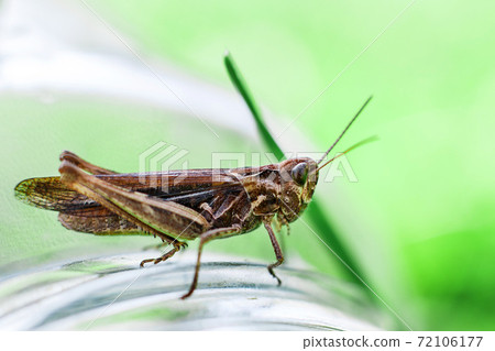 a grasshopper on a green grass background close. a grasshopper sits on a glass jar . 72106177