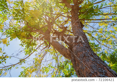 trunk of tree ratchapruek and flower yellow  72106421