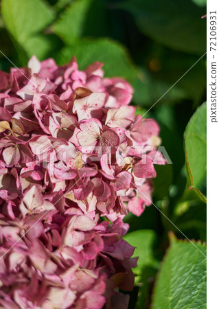 Hydrangea, hortenses growing on a natural environment Hydrangea, hortenses growing on a natural environment 72106931