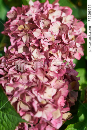 Hydrangea, hortenses growing on a natural environment 72106933