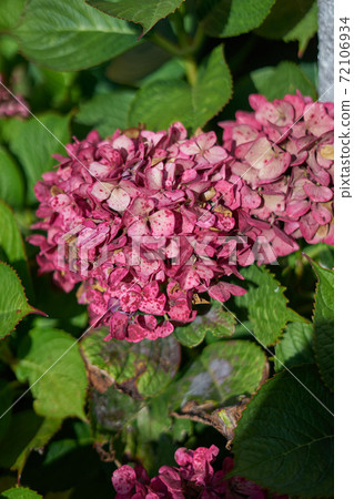 Hydrangea, hortenses growing on a natural environment 72106934