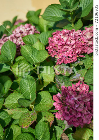 Hydrangea, hortenses growing on a natural environment Hydrangea, hortenses growing on a natural environment 72106935