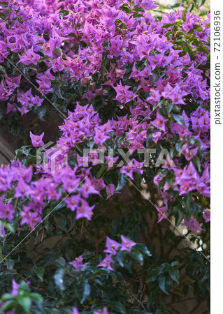 Purple group of flowers (dicotyledoneae) 72106936