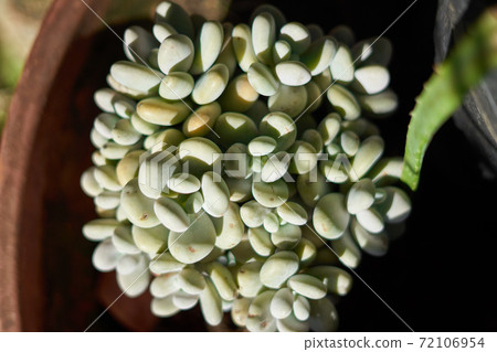 Mexican plant (Pachyphytum Oviferum) on a flower pot 72106954