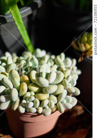Mexican plant (Pachyphytum Oviferum) on a flower pot Mexican plant (Pachyphytum Oviferum) on a flower pot 72106955