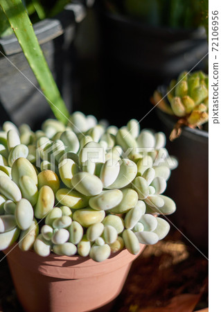 Mexican plant (Pachyphytum Oviferum) on a flower pot Mexican plant (Pachyphytum Oviferum) on a flower pot 72106956