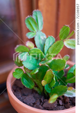 Desertic plant growing on a flower pot Desertic plant growing on a flower pot 72106957