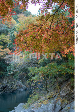 楓樹和冰川谷開始變色 楓樹和冰川谷開始變色 72106959