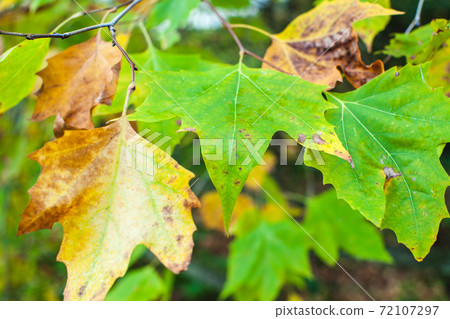Leaves on branches in autumn 72107297