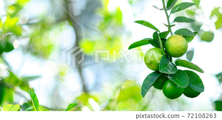 Green limes tree in the garden with daylight. Green limes tree in the garden with daylight. 72108263