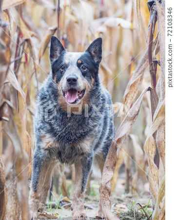 Funny adult dog in a corn field. Blue Heeler is working breed  of Australian Cattles. 72108346