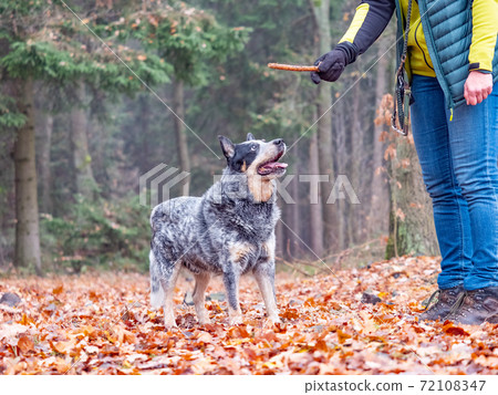 Blue heeler loves games and fooling around with human friends. Love plays with sticks a 72108347