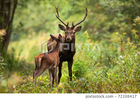 Two red deer standing in woodland in summer nature Two red deer standing in woodland in summer nature 72108417