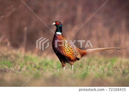 Common pheasant standing on meadow in springtime nature Common pheasant standing on meadow in springtime nature 72108435