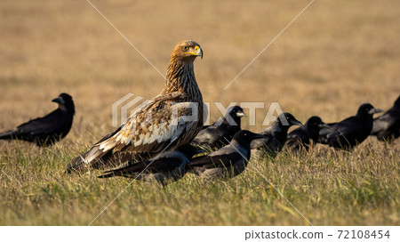 Eastern imperial eagle with crow flock looking on field Eastern imperial eagle with crow flock looking on field 72108454