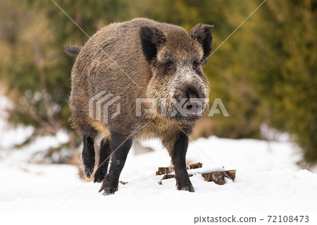 Wild boar walking on snowy field in wintertime nature 72108473